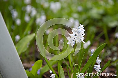 Puschkinia scilloides, commonly known as striped squill[3] or Lebanon squill Stock Photo