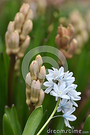 Puschkinia scilloides Stock Photo