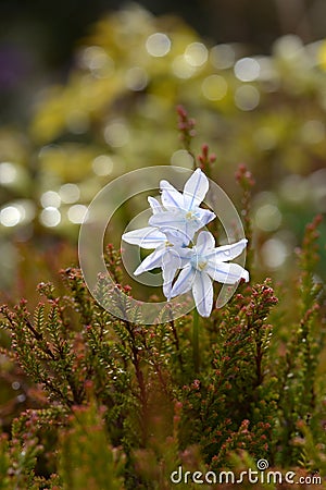 Puschkinia scilloides, spring flowers Stock Photo