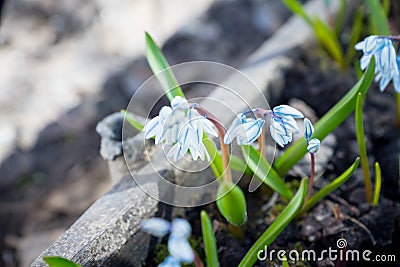 Puschkinia scilloides Striped Squill Stock Photo