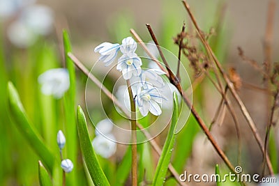 Puschkinia scilloides Striped Squill in the garden Stock Photo