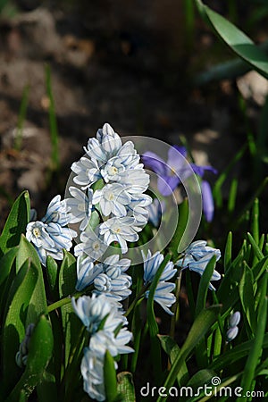 Puschkinia scilloides var. libanotica striped squill or Lebanon squill - dwarf bulbous perennial Stock Photo