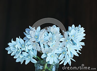 Puschkinia Striped Flower Stock Photo