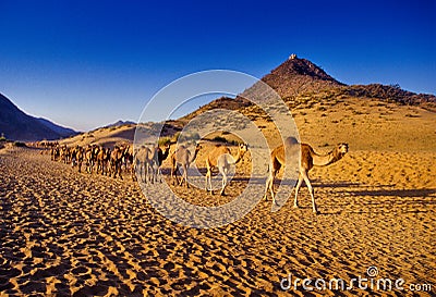 PUSHKAR, INDIA - NOVEMBER 17: Camels at the annual livestock fair Editorial Stock Photo