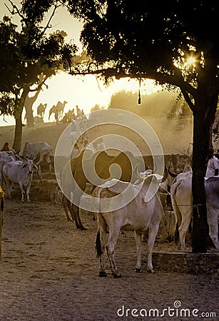 PUSHKAR, INDIA - NOVEMBER 17: Camels at the annual livestock fair Editorial Stock Photo