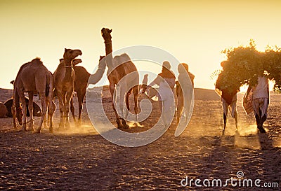 PUSHKAR, INDIA - NOVEMBER 17: Camels at the annual livestock fair Editorial Stock Photo