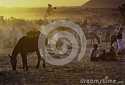 PUSHKAR, INDIA - NOVEMBER 17: Camels at the annual livestock fair Editorial Stock Photo