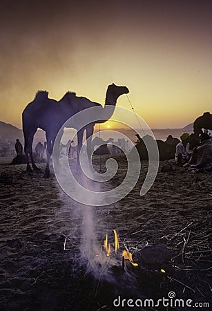 PUSHKAR, INDIA - NOVEMBER 17: Camels at the annual livestock fair Editorial Stock Photo