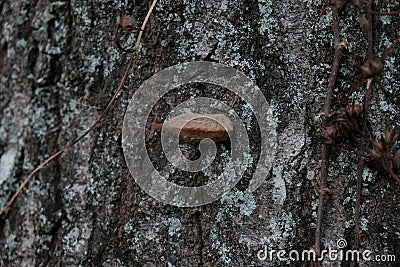Puss Caterpillar crawling on a tree Stock Photo