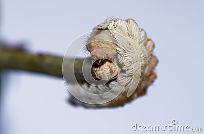 Puss caterpillar, larval form of southern Flannel Moth (Megalopyge opercularis) showing head and mouth detail Stock Photo