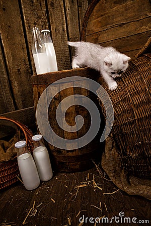 cat with milk Stock Photo