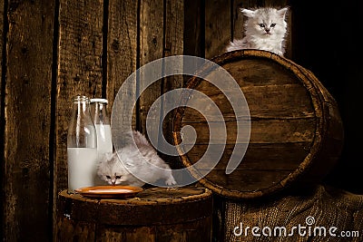 cat with milk Stock Photo