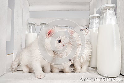 cats with milk Stock Photo