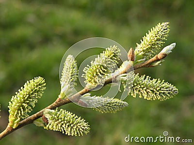 Pussy-willow Stock Photo