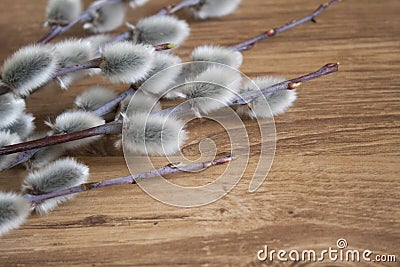 willow branch close-up on medium color wooden background, top view, spring mood Stock Photo