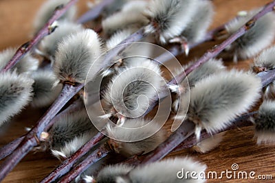 willow branch close-up on medium color wooden background, top view, spring mood Stock Photo