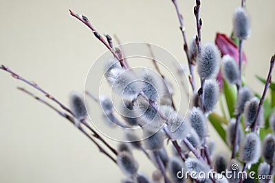 willow branch close-up on light background, side view, spring mood, empty space Stock Photo