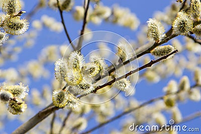 willow branches with catkins, traditional easter symbol in orthodox church, spring background Stock Photo