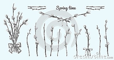 Pussy Willow branches set. Spring bouquet with ribbon bow. Hand-drawn sketch black and white design on blue Vector Illustration