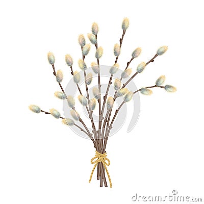 Willow Branches Vector Illustration