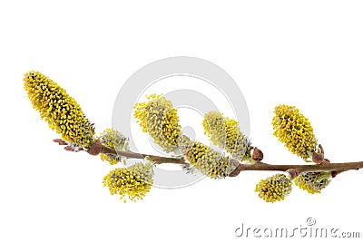 willow branches Stock Photo