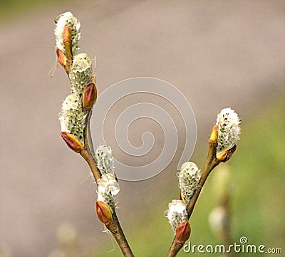 Willow Catkins -Salix - First Signs of Spring Stock Photo