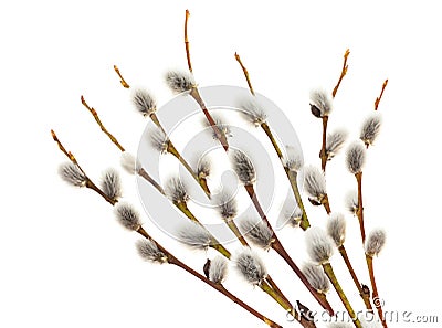 willow catkins Stock Photo