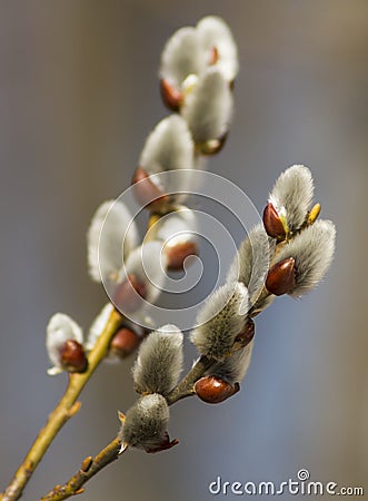 willow flower branch Stock Photo