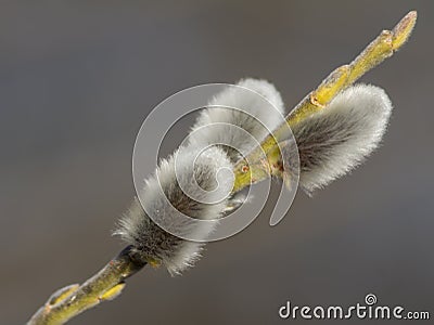 willow flower branch Stock Photo