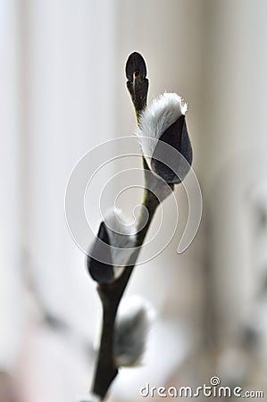 willow flower. Stock Photo