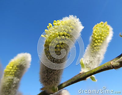 Pussy-willow Stock Photo