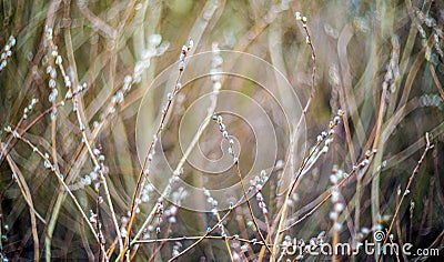 willow Stock Photo