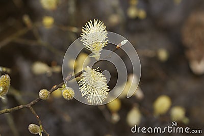 Pussy Willow or Goat Will Salix caprea close up macro buds Stock Photo