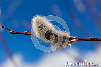 Pussy-willow spring Stock Photo