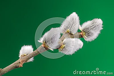 willow tree buds Stock Photo