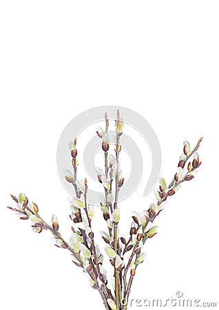 willow twigs isolated on white Stock Photo