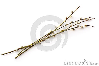 Willow twigs isolated on white Stock Photo