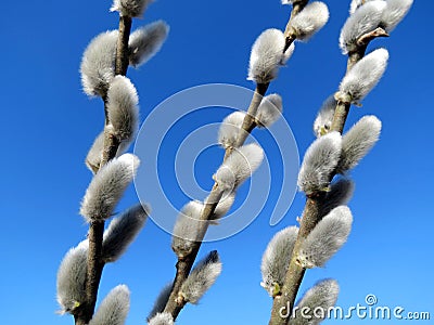 Pussy-willow Stock Photo