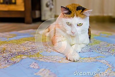 The pussys rule the world. Stock Photo