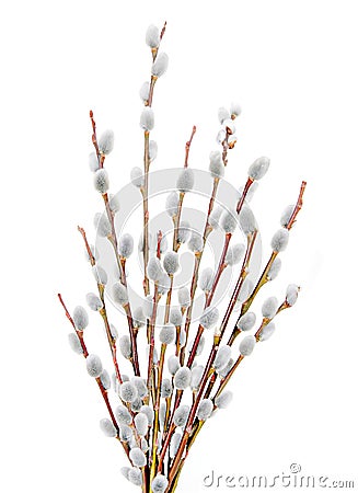 Pussywillow branches over white Stock Photo