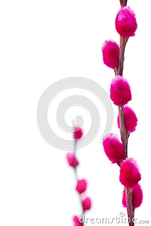 Pussywillows dyed pink, closeup Stock Photo