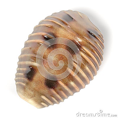 Pusula Pediculus Coffee Bean Trivia Stock Photo