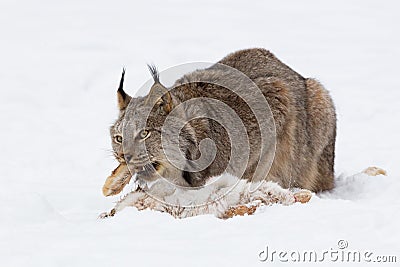 Put your foot in your mouth Stock Photo