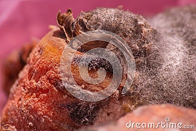 Putrid fungal growths that have covered the surface of carrots after infection. Breaking down organic matter to its Stock Photo