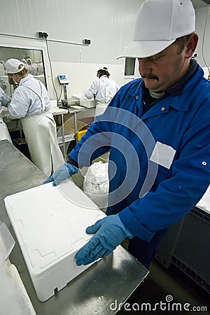 Putting ice on fish fillets Stock Photo