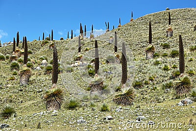 Puya raimondi, Huascaran, Peru Stock Photo