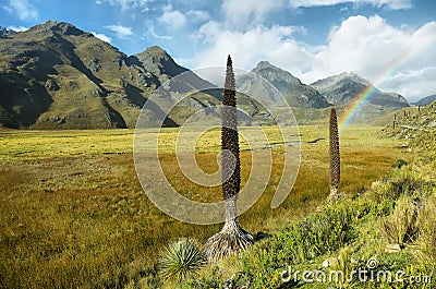 Puya raimondi, Huascaran, Peru Stock Photo