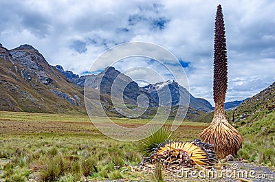 Puya raimondii in Cordillera Blanca , Peru Stock Photo