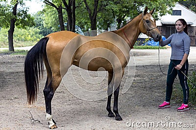 Portrait of a akhal-teke horse ahd trainer Editorial Stock Photo