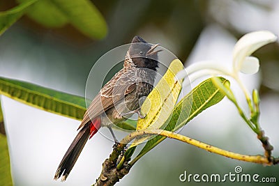 Red vented Bulbul, Pycnonotus cafer, India Stock Photo